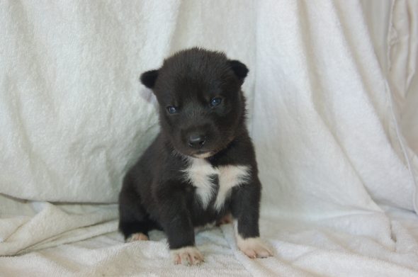 Image de la portée de chiot de l'élévage DU DOMAINE PACIFIQUE