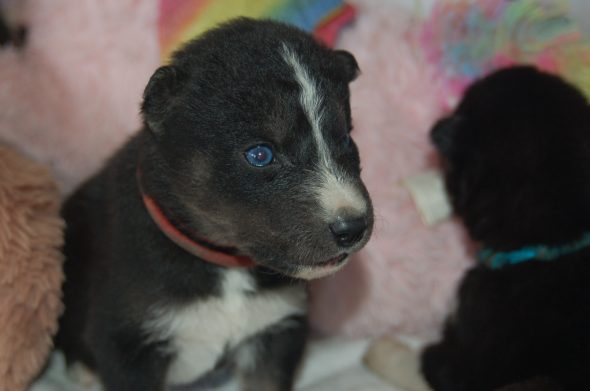 Image de la portée de chiot de l'élévage DU DOMAINE PACIFIQUE