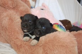 Chiots de race Siberian husky à vendre chez l'éleveur DU DOMAINE PACIFIQUE