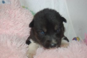 Chiots de race Siberian husky à vendre chez l'éleveur DU DOMAINE PACIFIQUE