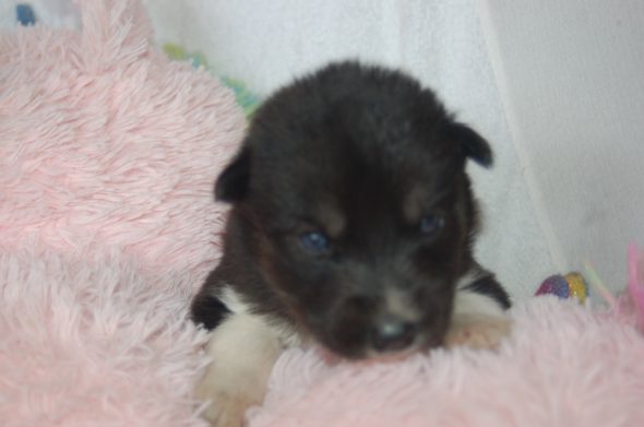 Image de la portée de chiot de l'élévage DU DOMAINE PACIFIQUE