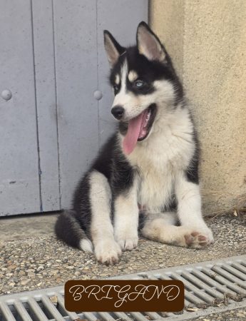Image de la portée de chiot de l'élévage DE LA MEUTE DU PAYS DE BRAY