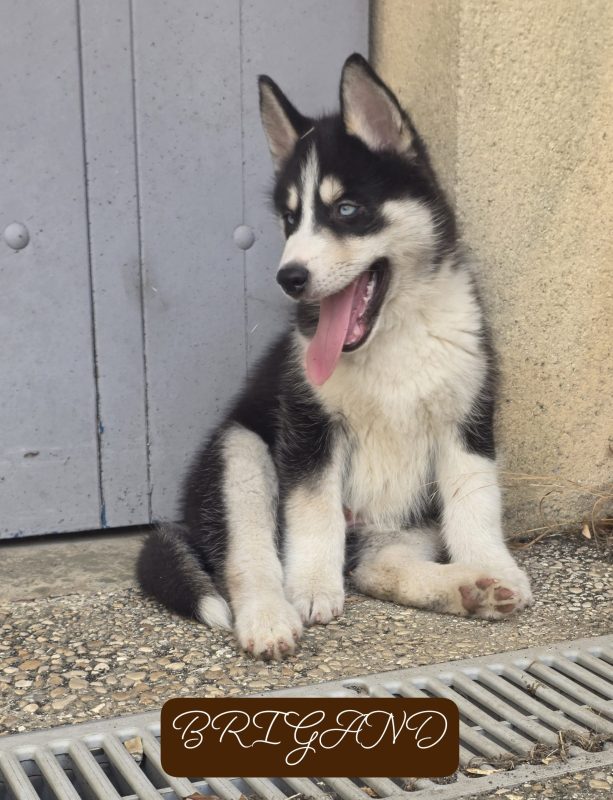 Image de la portée de chiot de l'élévage DE LA MEUTE DU PAYS DE BRAY