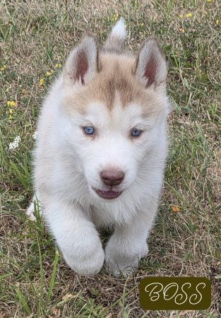 Image de la portée de chiot de l'élévage DE LA MEUTE DU PAYS DE BRAY