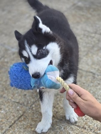 Image de la portée de chiot de l'élévage DE LA MEUTE DU PAYS DE BRAY