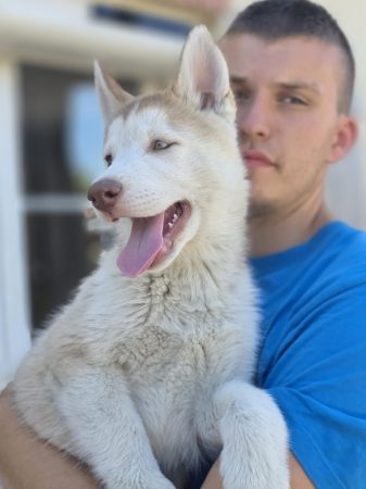 Image de la portée de chiot de l'élévage DE LA MEUTE DU PAYS DE BRAY