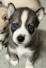 Chiots de race Siberian husky à vendre chez l'éleveur DE LA PASSION NORDIQUE