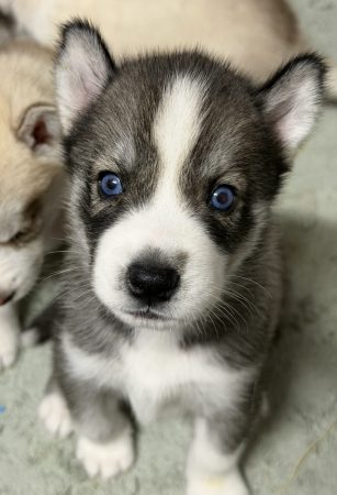 Image de la portée de chiot de l'élévage DE LA PASSION NORDIQUE