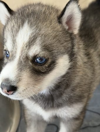 Image de la portée de chiot de l'élévage DE LA PASSION NORDIQUE