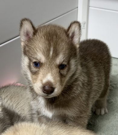 Image de la portée de chiot de l'élévage DE LA PASSION NORDIQUE