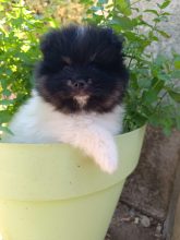 Chiots d'apparence Spitz allemand nain à vendre chez l'éleveur DOG&rsquo;S OF THRONES