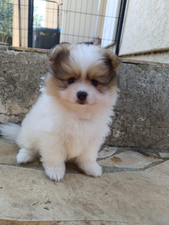 Image de la portée de chiot de l'élévage DOG&rsquo;S OF THRONES