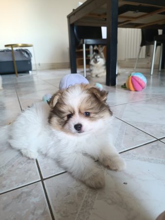 Image de la portée de chiot de l'élévage DOG&rsquo;S OF THRONES