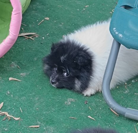 Image de la portée de chiot de l'élévage DOG&rsquo;S OF THRONES
