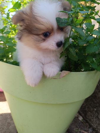 Image de la portée de chiot de l'élévage DOG&rsquo;S OF THRONES