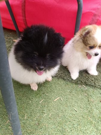 Image de la portée de chiot de l'élévage DOG&rsquo;S OF THRONES