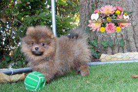 Chiots d'apparence Spitz allemand nain à vendre chez l'éleveur EL B�ZE