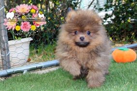 Chiots d'apparence Spitz allemand nain à vendre chez l'éleveur EL B�ZE