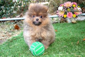 Chiots d'apparence Spitz allemand nain à vendre chez l'éleveur EL B�ZE