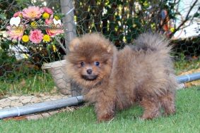 Chiots d'apparence Spitz allemand nain à vendre chez l'éleveur EL B�ZE