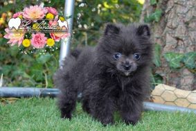 Chiots d'apparence Spitz allemand nain à vendre chez l'éleveur EL B�ZE