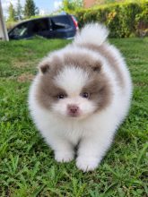 Chiots d'apparence Spitz allemand nain à vendre chez l'éleveur DENNY CHARLENE