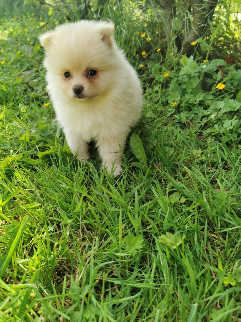 Spitz Rase Chiots de race Spitz allemand nain à vendre en France