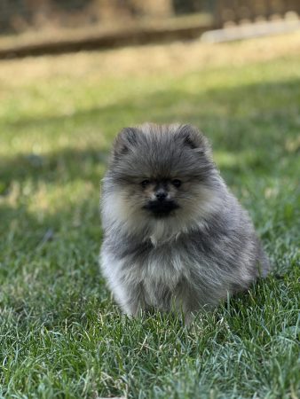 Image de la portée de chiot de l'élévage SCEA DU MOULIN DE MADJURIE