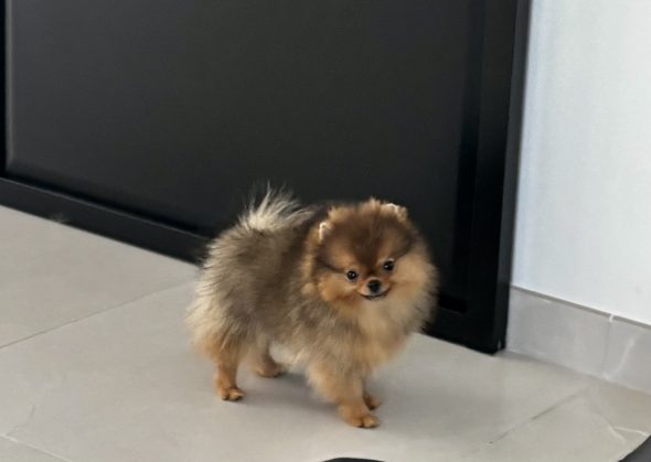 Image de la portée de chiot de l'élévage DU ROYAUME DES CHOUPETTES