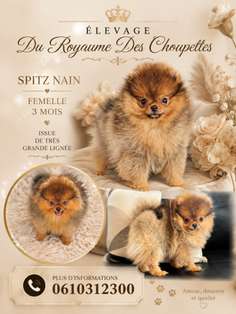 Image de la portée de chiot de l'élévage DU ROYAUME DES CHOUPETTES