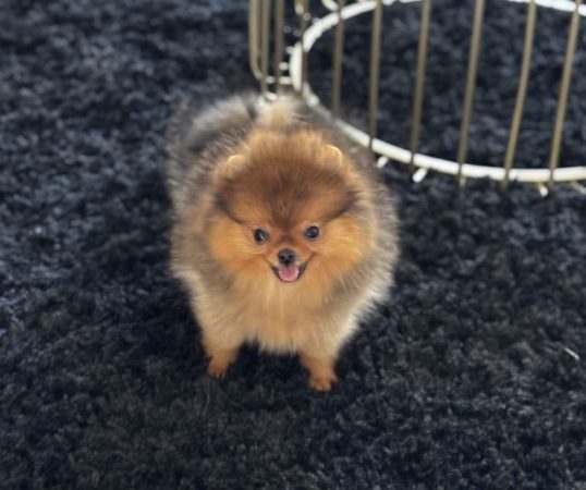 Image de la portée de chiot de l'élévage DU ROYAUME DES CHOUPETTES