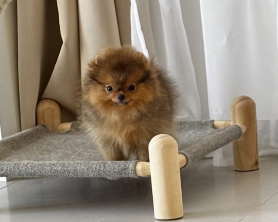 Image de la portée de chiot de l'élévage DU ROYAUME DES CHOUPETTES