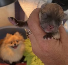 Chiots d'apparence Spitz allemand nain à vendre chez l'éleveur YBORRA CORINNE