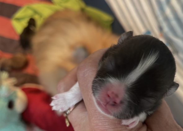 Image de la portée de chiot de l'élévage YBORRA CORINNE