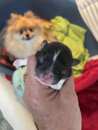 Image de la portée de chiot de l'élévage YBORRA CORINNE