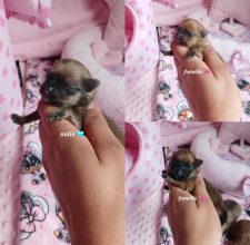 Chiots d'apparence Spitz allemand nain à vendre chez l'éleveur L&rsquo;élevage des Minis chichis