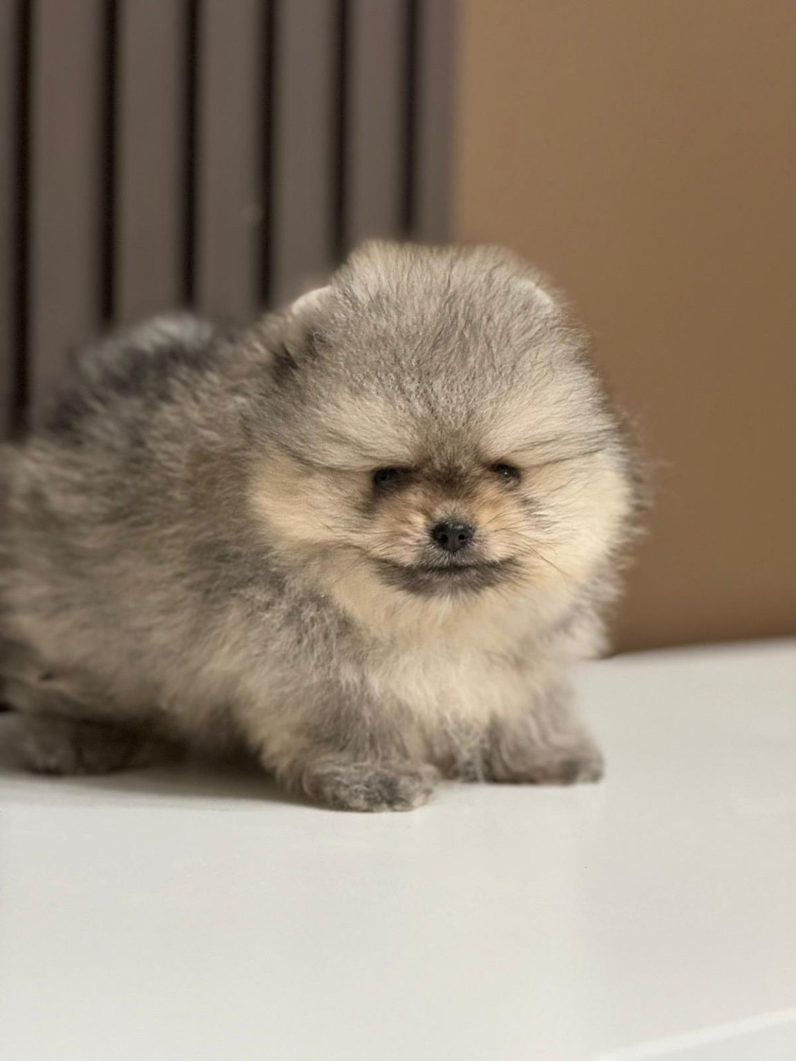 Spitz Rase Chiots de race Spitz allemand nain à vendre en France