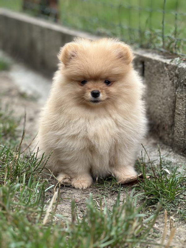 Spitz Rase Chiots de race Spitz allemand nain à vendre en France