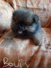 Chiots d'apparence Spitz allemand nain à vendre chez l'éleveur LAPENDRIE VALERIE