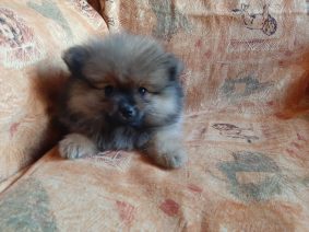 Chiots d'apparence Spitz allemand nain à vendre chez l'éleveur LAPENDRIE VALERIE