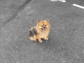 Chiots d'apparence Spitz allemand nain à vendre chez l'éleveur LAPENDRIE VALERIE