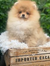 Chiots d'apparence Spitz allemand nain à vendre chez l'éleveur LE ROYAUME DE SIAN