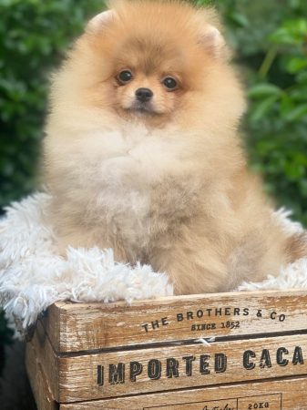 Image de la portée de chiot de l'élévage LE ROYAUME DE SIAN