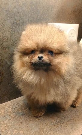 Image de la portée de chiot de l'élévage LE ROYAUME DE SIAN