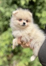 Chiots d'apparence Spitz allemand nain à vendre chez l'éleveur Élevage de la châtaigneraie