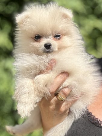 Image de la portée de chiot de l'élévage Élevage de la châtaigneraie
