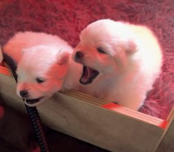 Chiots de race Spitz allemand nain à vendre chez l'éleveur LUX POM