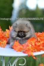Chiots d'apparence Spitz allemand nain à vendre chez l'éleveur DOMAINE DES MIRABELLES