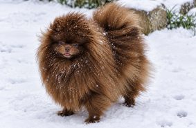 Chiots d'apparence Spitz allemand nain à vendre chez l'éleveur DE LA MEUTE D&rsquo;ETAN
