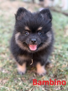 Image de la portée de chiot de l'élévage LE DOMAINE DE BARBARIN